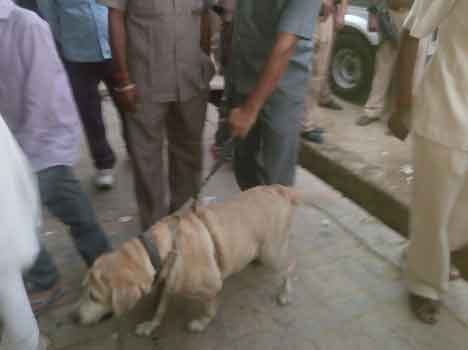 girl murdered at sirmaur, kalaamb.