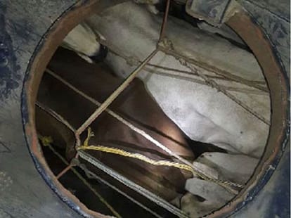 19 cattle in the oil tanker, eight traffickers arrested.