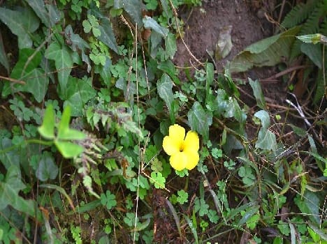 Skip forward to spring already feeding pyolly flower
