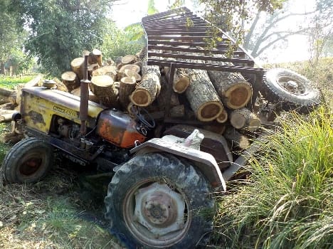 Running in forest range Mjgin The illegal felling