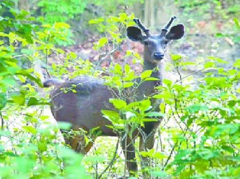 Corbett National Park alert