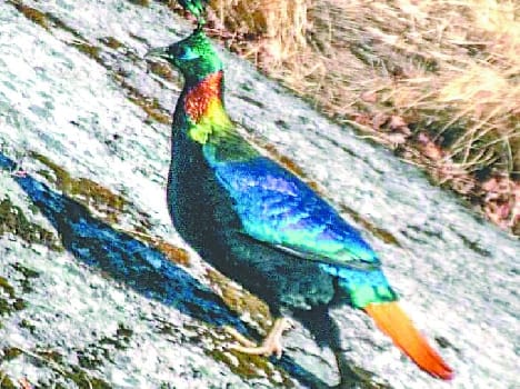 Kliatap arrived abroad Bird Vacher