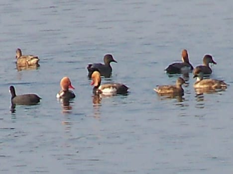 Guests protection of birds Crews made ??for