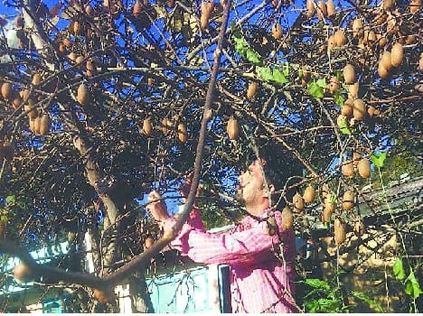 Kiwi in Champawat district takers