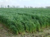 yellow rust attack on wheat crop