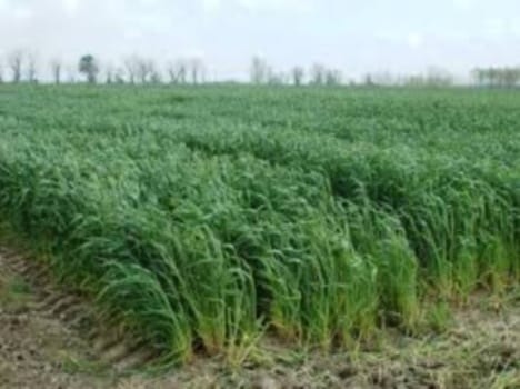 Farmers are left by water from tankers wheat crop.