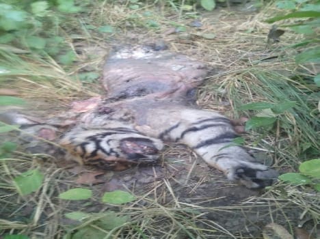  Found in Dudhwa tiger cub's body