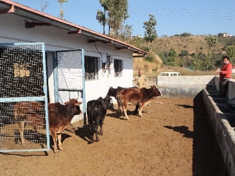 Stray Cows in Dr YS Parmar University Solan.