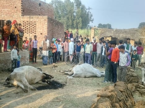 three bull died