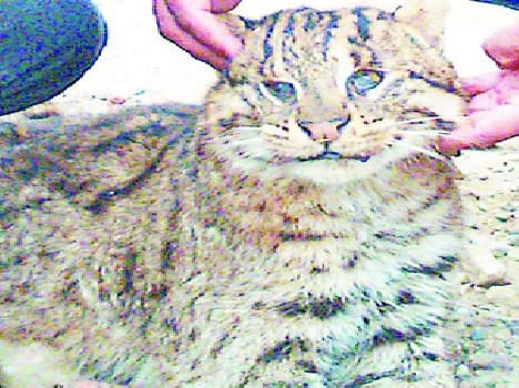 Fishing cat found dead on the highway