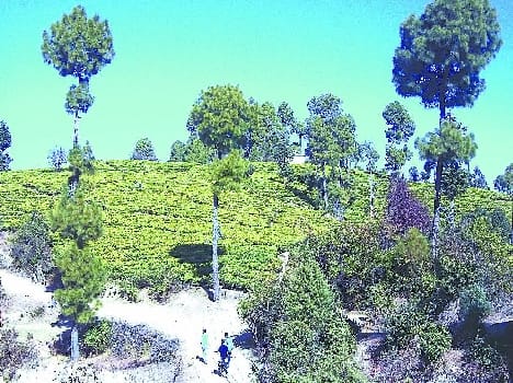 Tea Gardens
