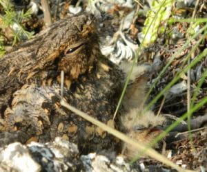 nightjar bird live without nest.