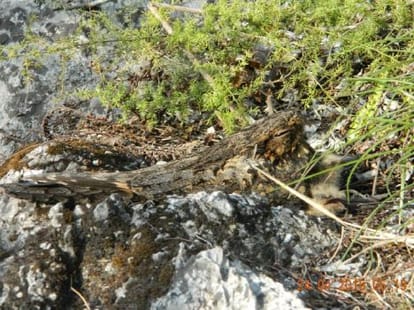 nightjar bird live without nest.