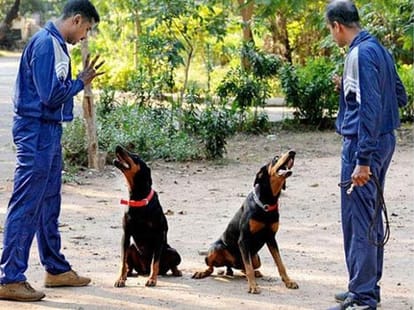 training of dog squad