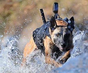training of dog squad
