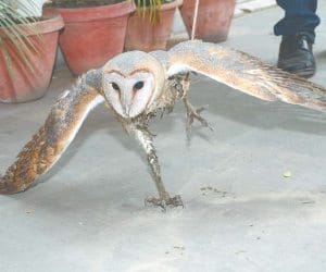 owl sit on house roof in kanpur
