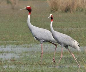 foreign birds killed in zoo and then eaten in big hotels