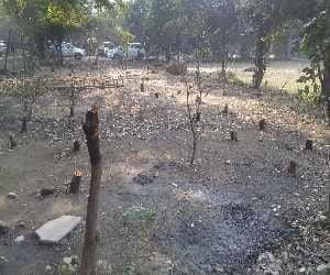 150 trees are cutted in lucknow