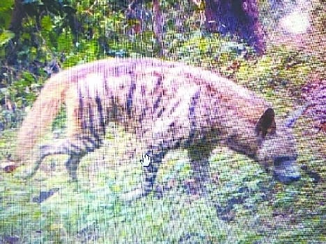 Ramnagar division 44 years later showing hyena
