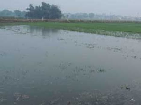 With overflow canal 50 bigha crop steeped