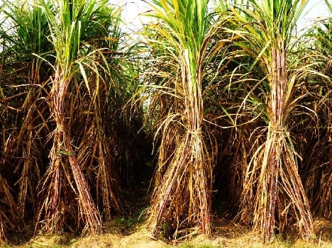 Kosha 12232 and 11453 are a boon for farmers Kose species