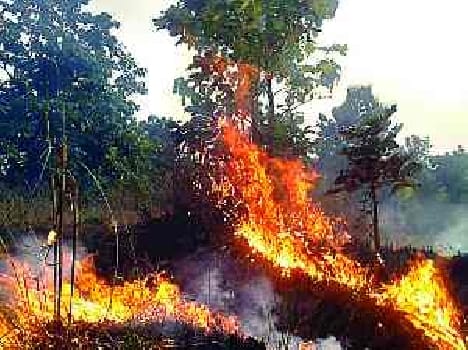 Spread over 40 acres of forest fire 