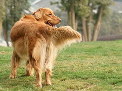 Pet dogs barking occurred organically, loggerheads family.