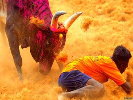 jallikattu ban lifted by modi goverment
