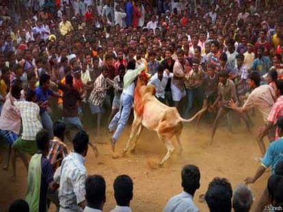 jallikattu ban lifted by modi goverment