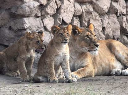 death of lioness in etawah lion safari, uttar pradesh