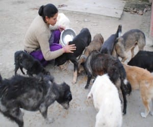 rahat organization doing good work on dogs population control.