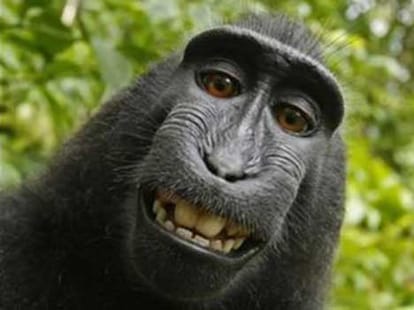 monkey will not get his copy right on selfie