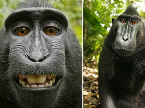 monkey will not get his copy right on selfie