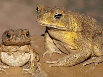 some lizards trained not to eat toxic toads in australia