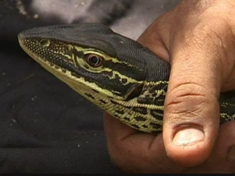 some lizards trained not to eat toxic toads in australia