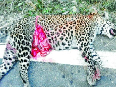 he body was found Guldar Discomfort in Forest Department