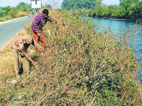 pathankot, akalgarh, start, cleaning, bush, cut
