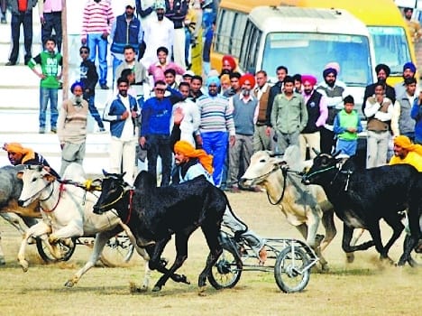 bull cart, ban, lifted