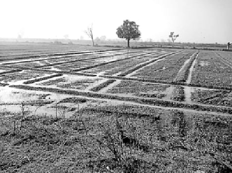 Harchandpur Bnbi cut, crop, steeped