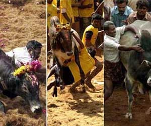 Jallikattu game stays by Supreme Court.