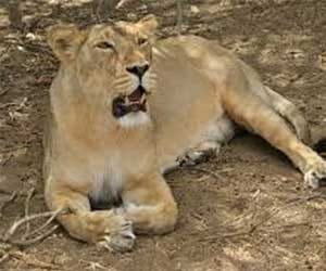 A lioness died in Etawah lion safari.