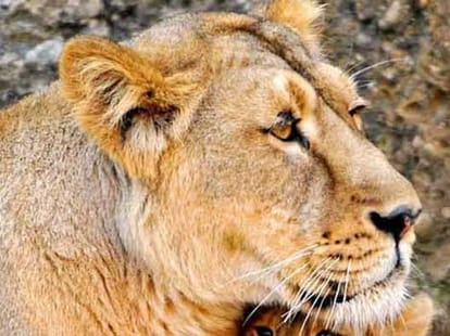 death of lioness in etawah lion safari, uttar pradesh