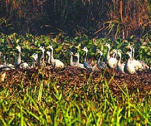 Being hunt birds with fish