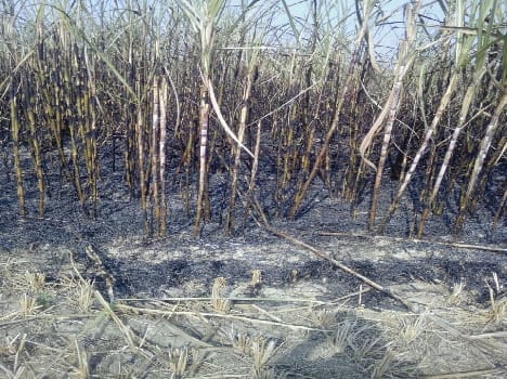Many farms burnt cane falling power line