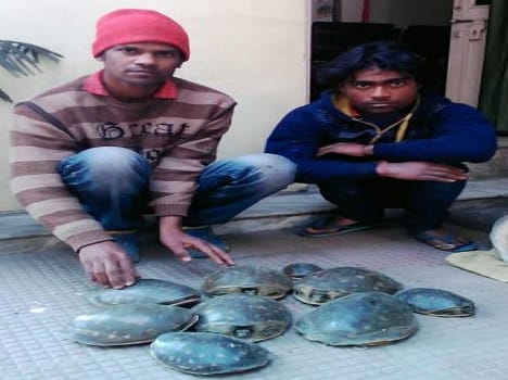 police caught tortois smugler