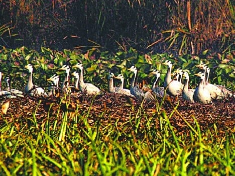 migratory bird, reached, harike pattan