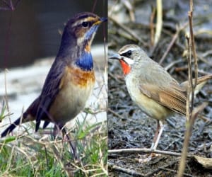 Siberian Blue and Ruby Throat seeing in asan barrage.
