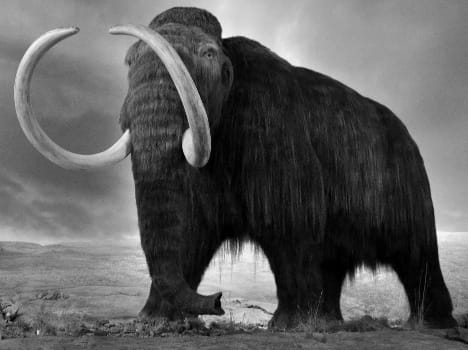 early man was killed world's largest mammoths in kashmir 