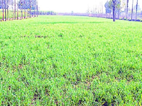 crop.