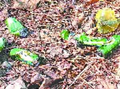 tourist in katarniya spreading garbage
